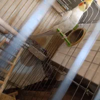 عروس هلندی لوتینو