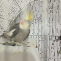 عروس هلندی|پرنده|مشهد, کوشش|دیوار