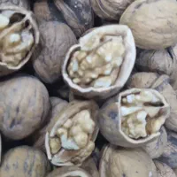 گردو درجه یک پوست کاغذی|خوردنی و آشامیدنی|شیراز, درکی|دیوار