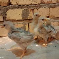 نوچه مرغ|حیوانات مزرعه|قم, شهرک فاطمیه|دیوار