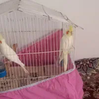 طوطی عروس نر و ماده|پرنده|رشت, عینک|دیوار
