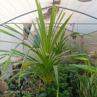 گل آپارتمانی