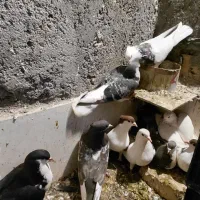 فروش چند جفت کفتر سالم و تمیز