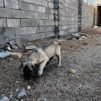 توله سراب|سگ|بروجرد, |دیوار