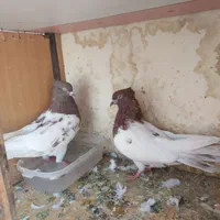 کبوتر کله سرخ|پرنده|تهران, خرمشهر|دیوار