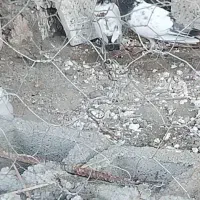 کبوترپاکستانی نرماده هستن پنچ تا هستن