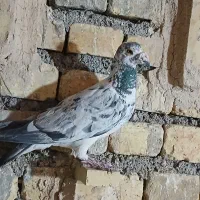 گوره ایی نر|پرنده|مبارکه, |دیوار