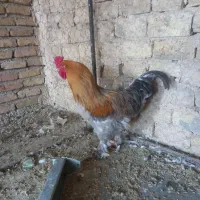 خروس برهما پاتریچ|حیوانات مزرعه|نظرآباد, رسالت|دیوار