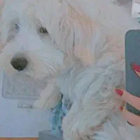 سگ خونگی اروم باهوش