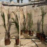 هفت تا دمیت حاج باقری یک سال ونیم گرفته آماده
