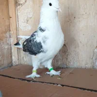 کبوتر دو طوق ماده|پرنده|اندیشه, اندیشه فاز ۴|دیوار