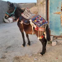 یک راس قاطر نرک ۶ساله سواری وباری