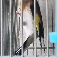 جوجه امسالی سهره|پرنده|تهران, مقدم|دیوار