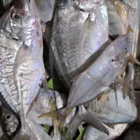 ماهی فروشی|ماهی|بندر کنگان, |دیوار