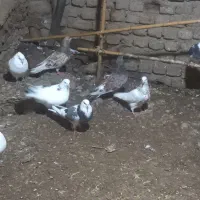 کفترگردن کلفت مخصوص جفتگاه|پرنده|علیآباد کتول, |دیوار