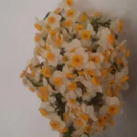 ۱۰۰شاخه گل نرگس طبیعی