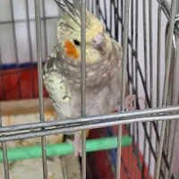 فروش یک جفت عروس هلندی