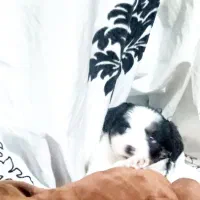 شیتزواشپیز