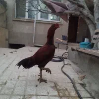 فروش مرغ و خروس لاری اصیل