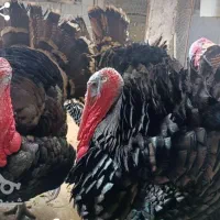 بوقلمون نر بوقلمون ماده