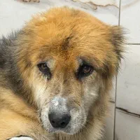 نیاز به سرپرستی‌و‌جا در جردن برای نگهداری سگ خوب