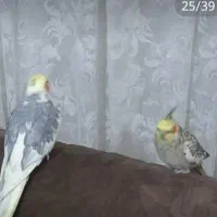پرنده عروس هلندی