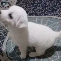 اشپیتز پامر