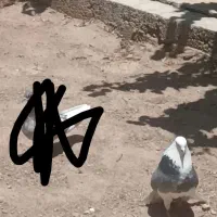 کبوتر گمشده|حیوانات|بهار, |دیوار