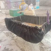 سلام یک. جفت مرغ قشق خوشکل 600|پرنده|نورآباد ممسنی, |دیوار