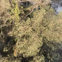 ویلایی-سند-دار-60متری