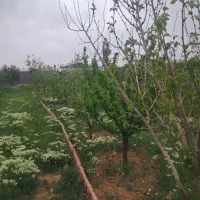 فروش-باغ-مشجر-4دیواری-سند-تک-برگ