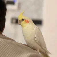 عروس هلندی