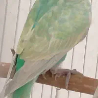 مرغ عشق کوتوله عروس هلندی فنچ