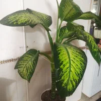 گل دیفن|گل و گیاه طبیعی|گرگان, |دیوار