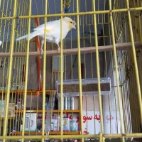 قناری نر بخون|پرنده|کرج, کیانمهر|دیوار