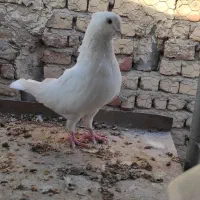 نر سفید کاکل میخ|پرنده|قم, گلزار|دیوار