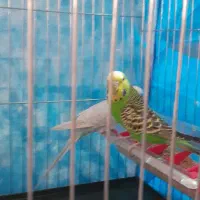 مرغ عشق|پرنده|اراک, |دیوار