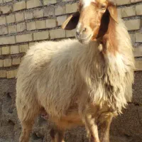 گوسفند بره بز