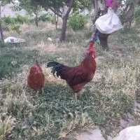 یک عدد خروس جوان