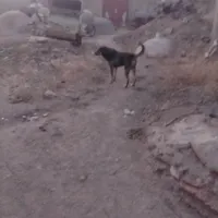 سگ گله|سگ|دهگلان, |دیوار