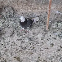 نرسورو،به شرط عالی