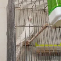 سهره عروس فنج نرگسی|پرنده|قم, بکایی|دیوار