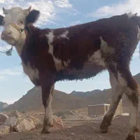 گوساله ماده سیمینتال شرابی|حیوانات مزرعه|بیستون, |دیوار