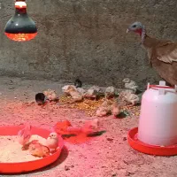 بوقلمون و جوجه بهترین نژاد|حیوانات مزرعه|بروجرد, |دیوار