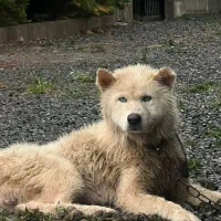 هاسکی|سگ|تهران, دردشت|دیوار