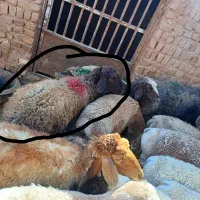 تعداد ۲میش اوستن فووری