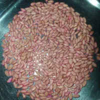 گندم بذری کوهدشت|گل و گیاه طبیعی|کوهدشت, |دیوار