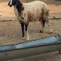 گوسفند بره بز گاو گاومیش