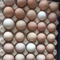 تخم مرغ محلی