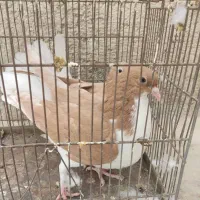 موقلوف خوش رنگ زرد هم کود